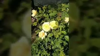 Роза Крокус Роуз Crocus Rose  в моем саду лето 2020