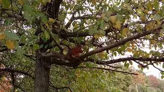 ПРОСТО БЕЛОЧКА В ПАРКЕ