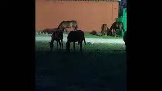 Случайные кадры