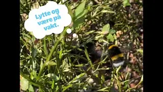 Veien til naturfilm  3 Være på vakt og lytte