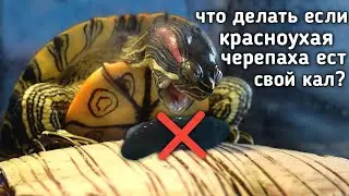 What to do if a red-eared turtle eats its own feces