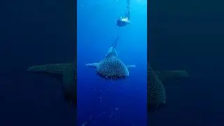 Your True North Whale Shark adventure is just around the corner - it’s time to jump aboard!