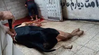ذبح الاضحية عام 1438هـ