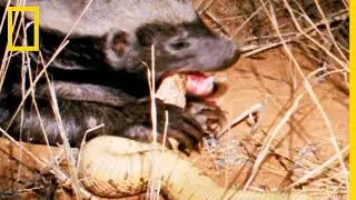 Un ratel s'attaque à une dangereuse vipère heurtante