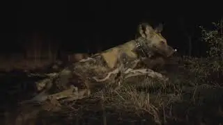 African Park's reintroduction of wild dogs to Majete & Liwonde national parks in Malawi.