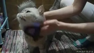 кайфы котика Барсюшки