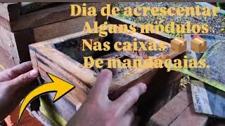 🔴 TIME to MAKE SPACE for the MANDAÇAIAS. The BLOOMING is HERE 😃 #meliponiculture 🇧🇷