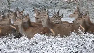 Herd Of Deer Running On Snowy Road