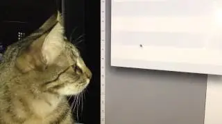 Felpa the cat goes hunting for a mouse arrow!