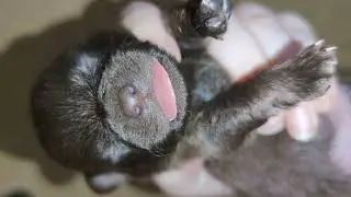 Щенки Арги котята Ксюши и Нэнси. Котёнок Ксюши уезжает в новый дом.