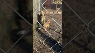 Девочки не поделили веник)