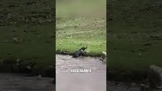 Медведь победил БЕШЕНУЮ РЕКУ 🐻🌊🤯