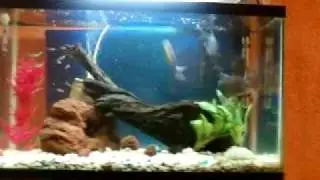 piranha feed amazona's river