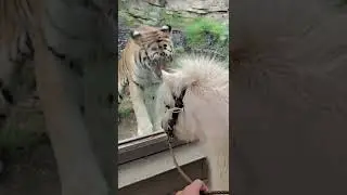 relax with wildlife animals #shorts #wildlife #animals #zoo #tiger #lion #otherwildlifeanimals