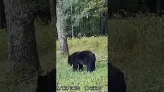 Bears eat clover too 🤣 #2024 #blackbearhunting #new #nature #blackbear #clover #shorts #wildlife
