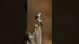 هذا الطائر الصغير مشاكس يصعب تصويره بحيت انه سريع الحركة #birds #تصوير #photography #wildlife #natu