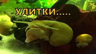Улитки в аквариуме. Разведение и размножение