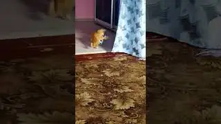 Рыжий развлекается