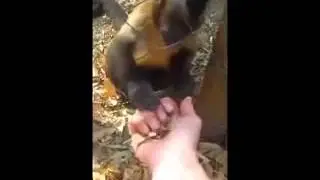 Кошки и страшное чучело