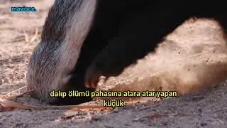 The Most Fearless Animal in Africa: Honey Badger / #honeybadger #shorts #elevenlabs.io #animals