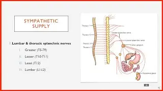 Sympathetic Nerve Supply of the Abdomen in 1 Minute.