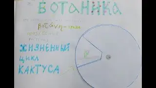 Жизненный цикл растения