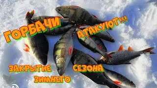 Горбачи Атакуют. Зимняя рыбалка в Карелии. Зимняя рыбалка 2022.