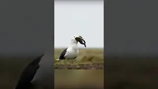 You thought that seagulls only eat fish...
