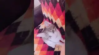 Kakashi sensey cat hair eater