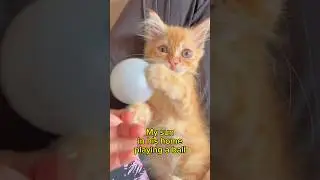 Funny cat playing a ball #shorts #feedshorts #funnycats