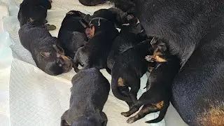 We Have Puppies!