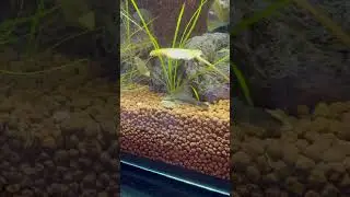 Baby Green Dragon Pleco Munching On A Algae Wafer