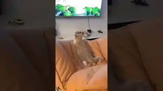Все дети любят мультики