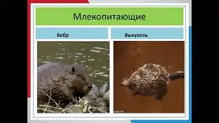 Видео презентация 