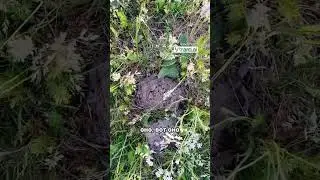 видео уже вышло приятного просмотра #shorts