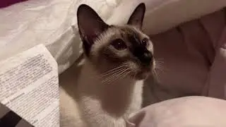 Siamese cat Quinn loves everything 😸 #cat #siamesecat