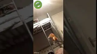 котик-акробат