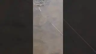 #snake #test #handmade #fishing #lure #youtubeshorts #youtube #shorts