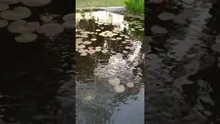 Fish in the neighborhood