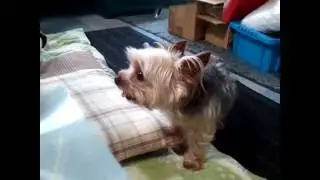 遊ぼうよ～！　ナニチョレ？ゲホゲホ🐾 うがいして来る～！