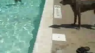 Hooch swims.. not really.