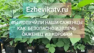 Как безопасно извлечь саженцы из коробки. Саженцы, полученные от ЕжевикаТВ