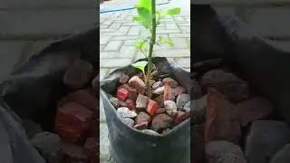 Tanaman Kering Kepanasan