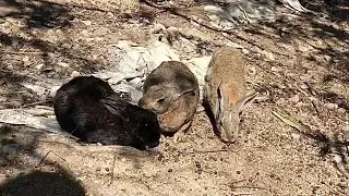 Bunnies living in historic buildings