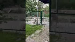 Старичок защищает своего друга яйцо-лиза😎🙌 #2024