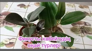 Фикусты көбейтудің оңай жеңіл түрлері #ютуб #үйгүлдері #фикустыкөбейту