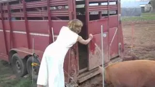 Pig Loading Day At Owens Farm