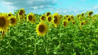 Hello Sunflower Superbloom