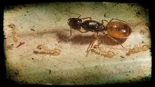 Последнее видео с турками! // Больше не мои.
