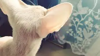 Кошечка породы ориентальная, по имени Шанти!